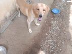 Labrador retriever puppies