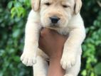 Labrador Retriever Puppies