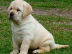 Labrador retriever puppies