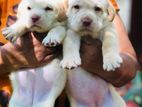 Labrador Retriever Puppies