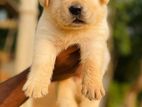 Labrador Retriever Puppies