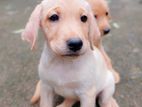 Labrador Retriever Puppies