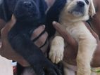 Labrador Retriever Puppies