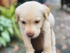 Labrador Retriever Puppies