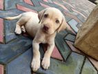 Labrador Retriever Puppies