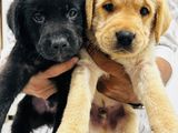 Labrador Retriever Puppies