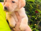 Labrador Retriever puppies (male/female)