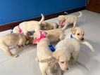 Labrador Retriever Puppies
