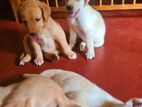 Labrador Retriever Puppies (Pure Breed)