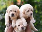 Labrador Retriever Puppies