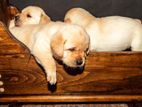 Labrador Retriever Puppies