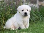 Labrador retriever puppies (pure breed)
