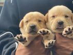Labrador Retriever Puppies