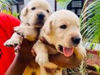 Labrador Retriever Puppy