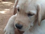 Labrador Retriever Puppy