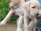 Labrador Retriever Puppy