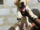 Labrador Retriever Puppy