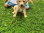 Labrador Retriever Puppy