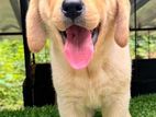 Labrador Retriever Puppy