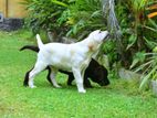 Labrador Retriever Puppy