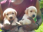 Labrador Retriever puppy