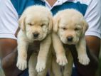Labrador Retriever Puppy