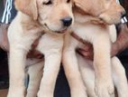 Labrador Retriever Puppy