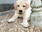 Labrador Retriever Puppy