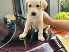 Labrador Retriever Puppy