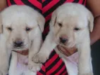 Labrador Retriever Puppies