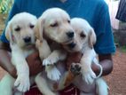 Labrador Retriever Puppies