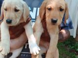 Labrador Retriever Puppies