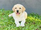 Labrador Retriever Mix Puppy