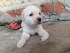 Labrador Retriever puppy