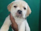 Labrador Retriever Puppy