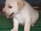 Labrador Retriever Puppy ලැබ්බ්‍රඩෝර් පැටවුන්