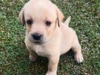 Labrador Retriever Puppy