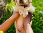 Labrador Retriever Puppies