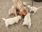 Labrador Retriever Puppys