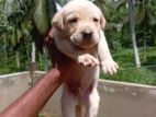 Labrador Retriever (pure breed)