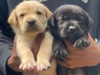Labrador Retriever (Pure Breed)