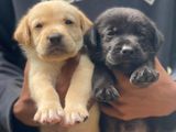 Labrador Retriever (Pure Breed)