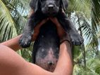 Labrador Retriever Puppy