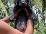 Labrador Retriever( Pure Breed)