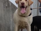 Labrador Retriever(KASL micro chip)