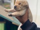 Labrador Retriever Puppy