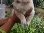 Labrador Retrievers Puppies