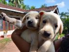 Labrador Retrievers Puppies