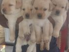Labrador Retriewer Pappies