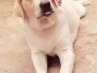 Labrador Retririever Male Dog (stud ) for Crossing